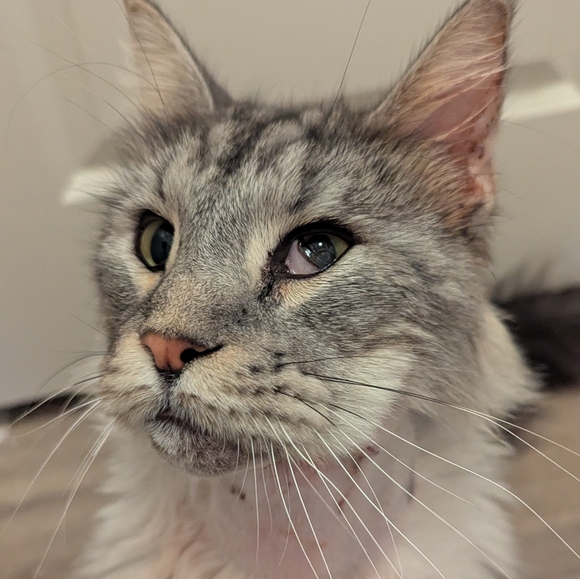 But First, Thor. ☀️ ᓚᘏᗢ - Picture 2 of 12